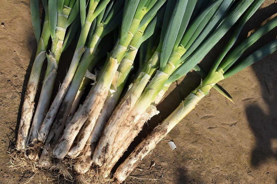 pixta_73919607_M-960x639